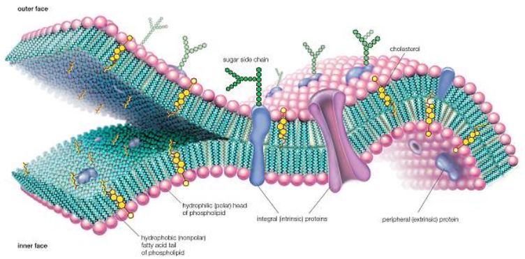 Cell Membrane Encyclopaedia Britannica/UIG/Getty Images